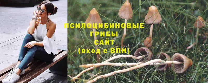 дарк нет наркотические препараты  Дубовка  Галлюциногенные грибы Magic Shrooms 